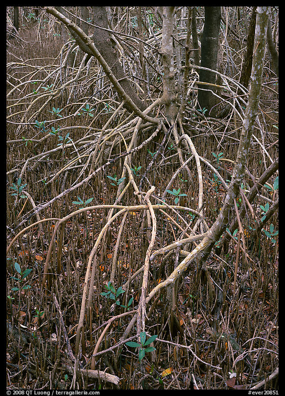 Red and black mangroves in mixed swamp. Everglades  National Park, Florida, USA.