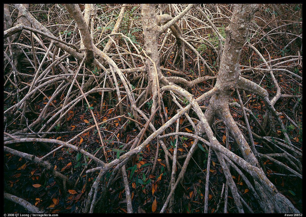 Red mangroves. Everglades  National Park