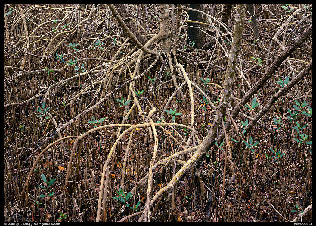 Intricate root system of red mangroves. Everglades  National Park, Florida, USA.