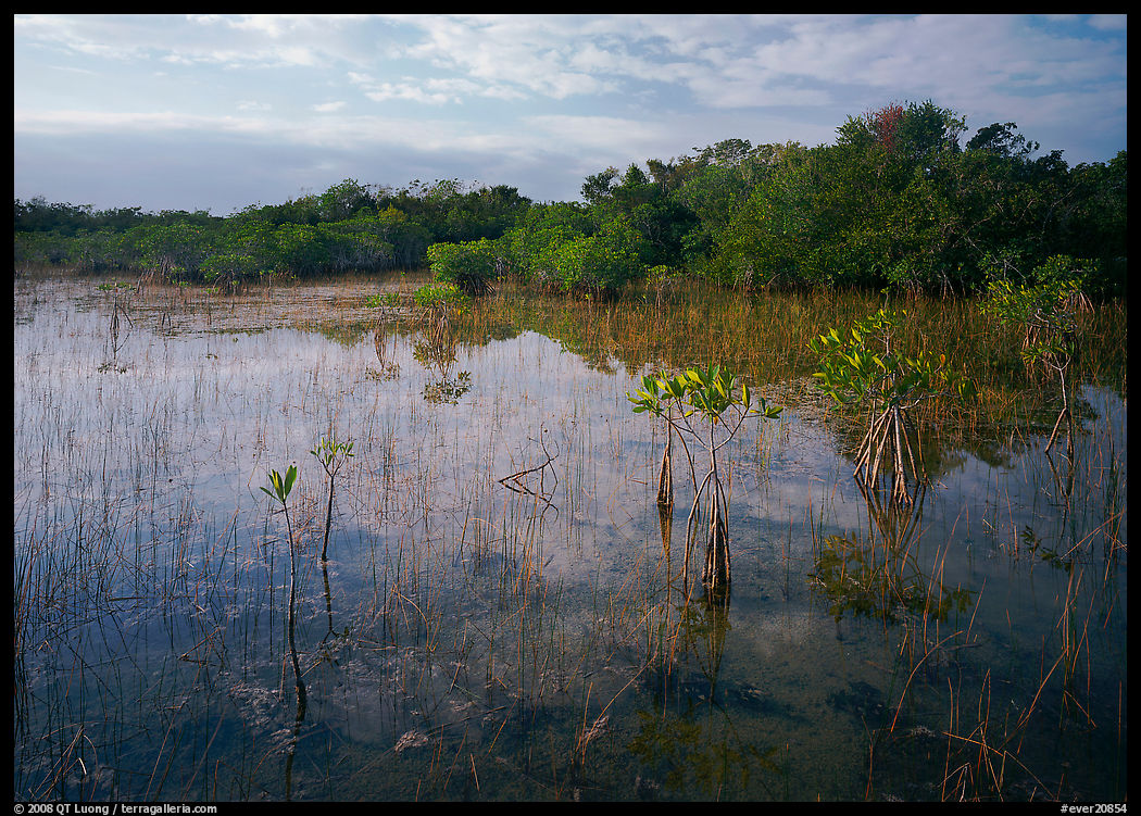 Mixed marsh ecosystem with mangrove shrubs near Parautis pond, morning. Everglades  National Park, Florida, USA.