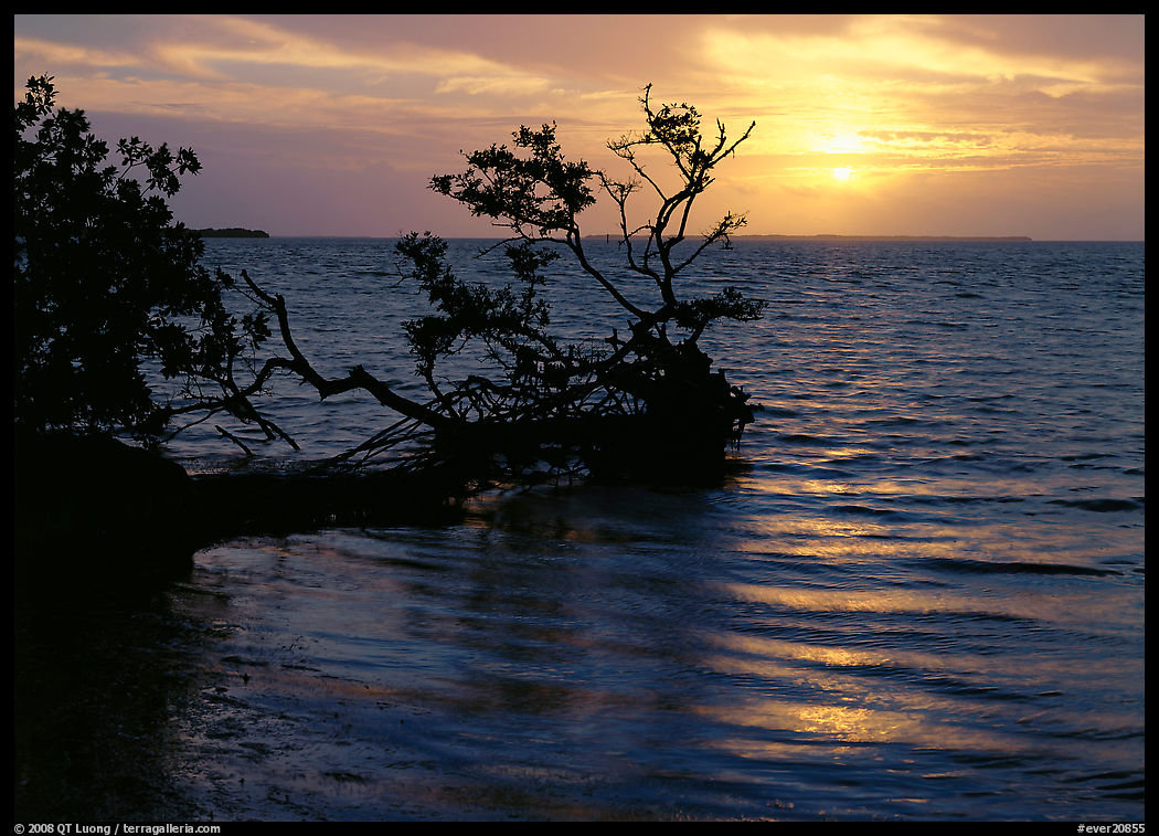 Fallen mangrove tree in Florida Bay, sunrise. Everglades  National Park, Florida, USA.