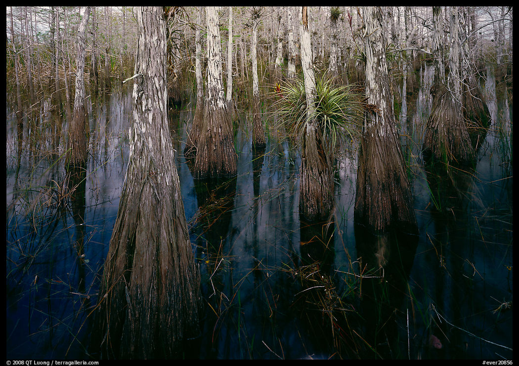 Cypress dome with trees growing out of dark swamp. Everglades  National Park, Florida, USA.