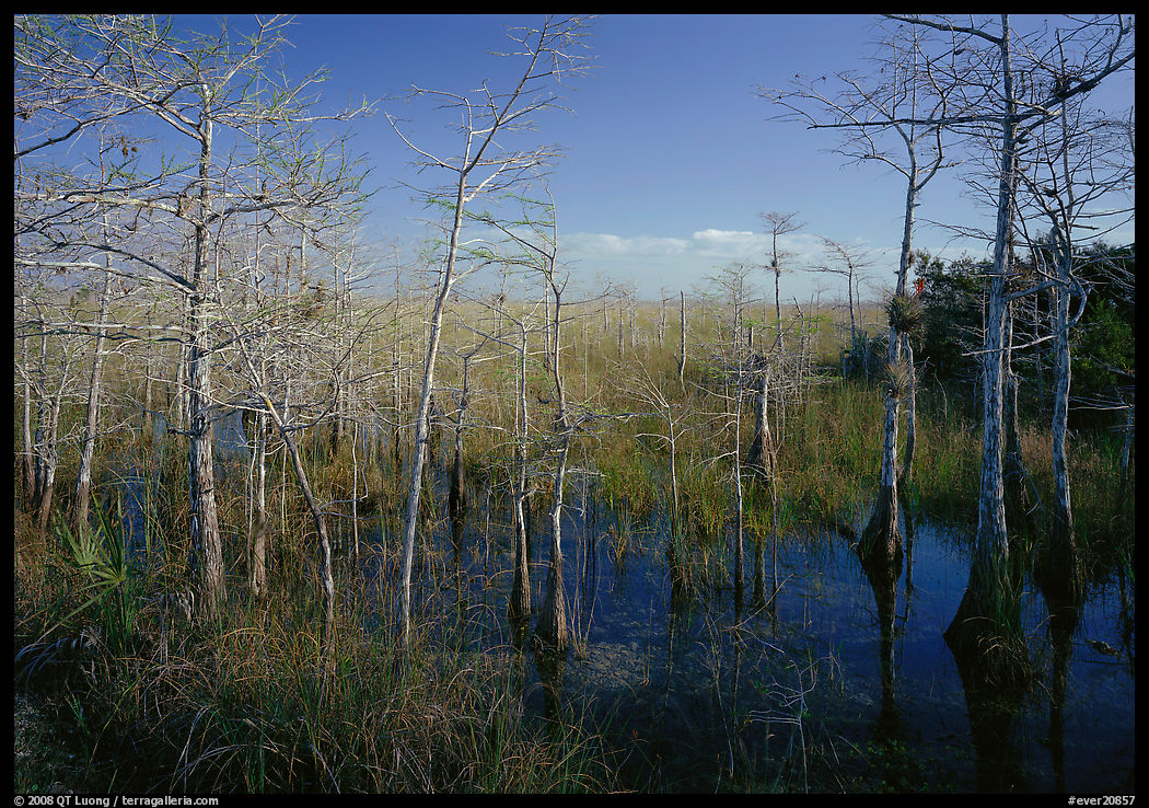Pond Cypress (Taxodium ascendens) near Pa-hay-okee, morning. Everglades  National Park, Florida, USA.
