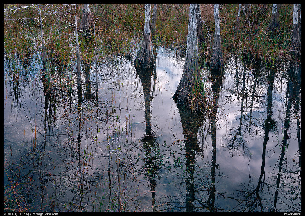 Cypress trees reflected in pond. Everglades  National Park, Florida, USA.