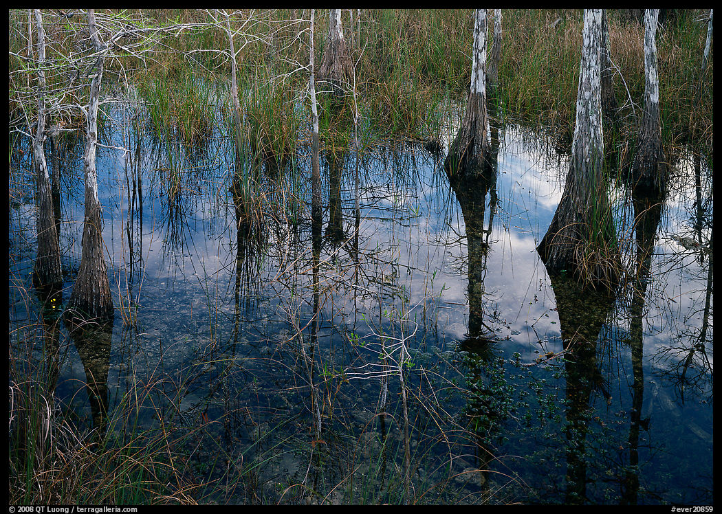 Bald Cypress reflexions near Pa-hay-okee. Everglades  National Park, Florida, USA.
