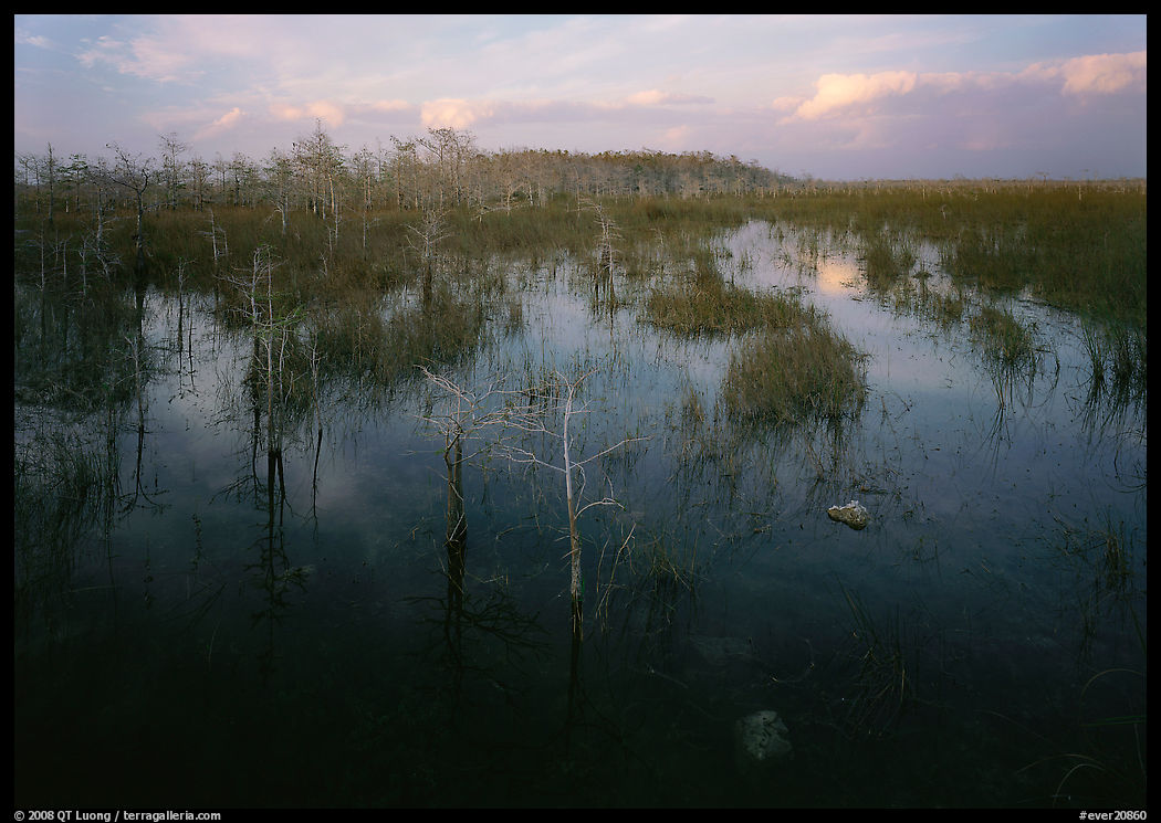 Freshwater marsh with Pond Cypress and sawgrass, evening. Everglades  National Park, Florida, USA.