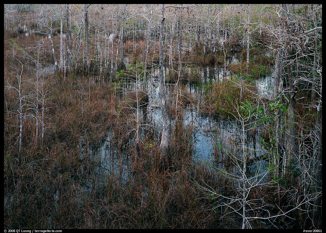Freshwater swamp with sawgrass and cypress seen from above, Pa-hay-okee. Everglades  National Park, Florida, USA.