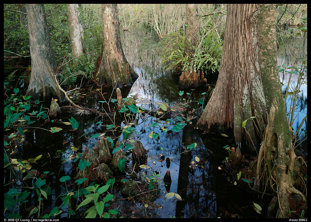 Large bald cypress (Taxodium distichum) and cypress knees in dark swamp water. Everglades  National Park, Florida, USA.
