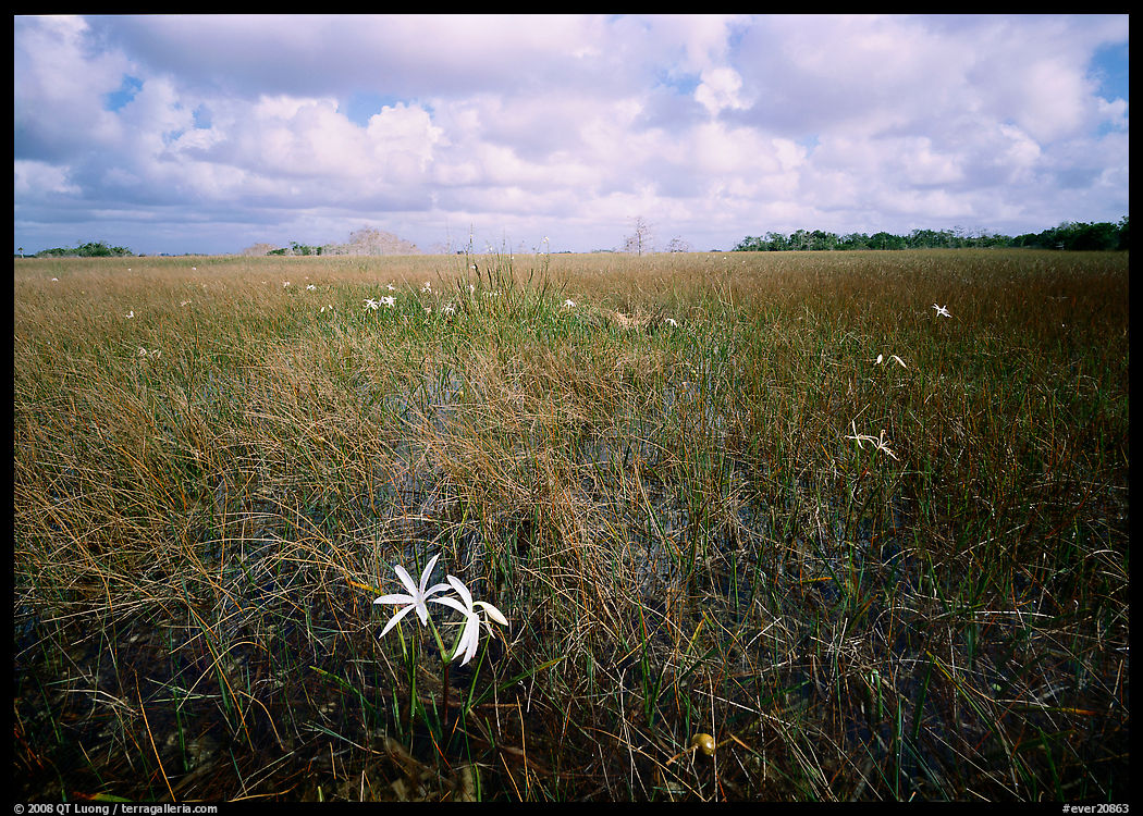 Swamp lilly (Crinum americanum) and sawgrass (Cladium jamaicense). Everglades  National Park, Florida, USA.
