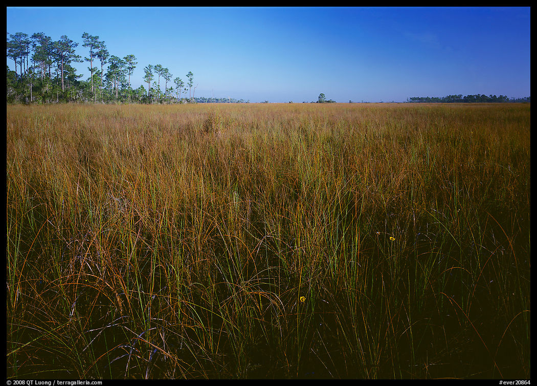 Sawgrass (Cladium jamaicense). Everglades  National Park, Florida, USA.