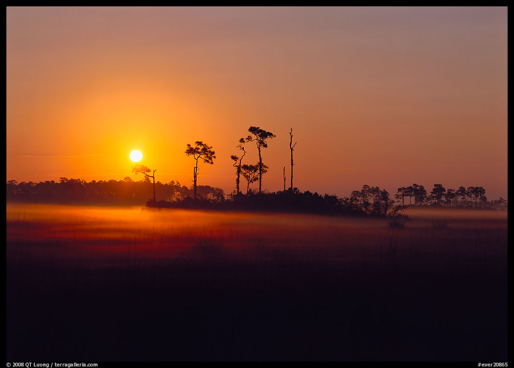 Pine trees and fog at sunrise. Everglades  National Park, Florida, USA.