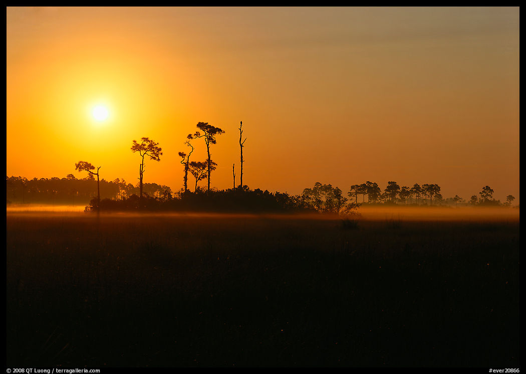 Sun rising behind group of pine trees. Everglades  National Park, Florida, USA.