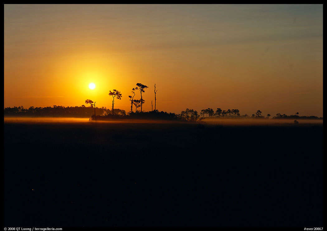 Sunrise with pine trees and ground fog over meadow. Everglades  National Park, Florida, USA.