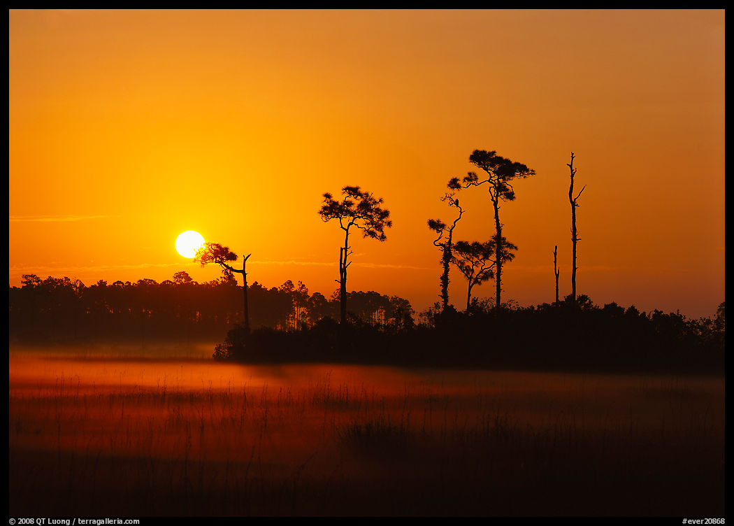 Sun rising behind group of pine trees with fog on the ground. Everglades  National Park, Florida, USA.