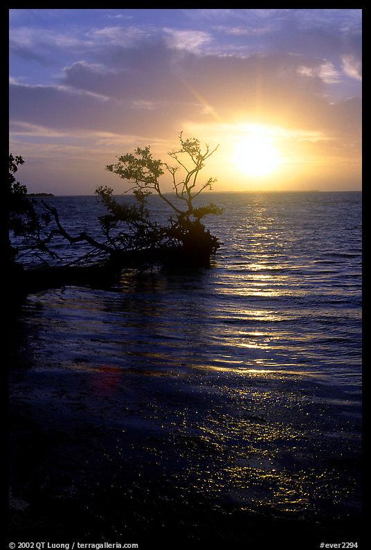 Sun rising over fallen Mangrove tree, Florida Bay. Everglades  National Park, Florida, USA.