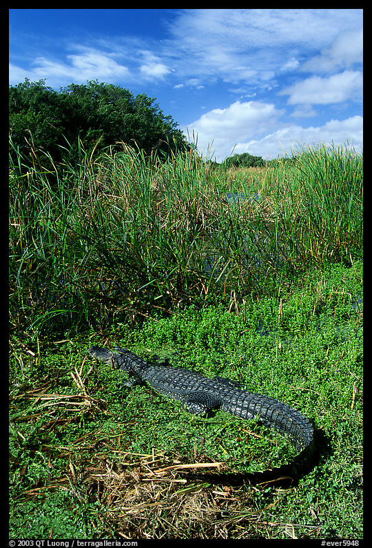 Young alligator at Eco Pond. Everglades  National Park, Florida, USA.