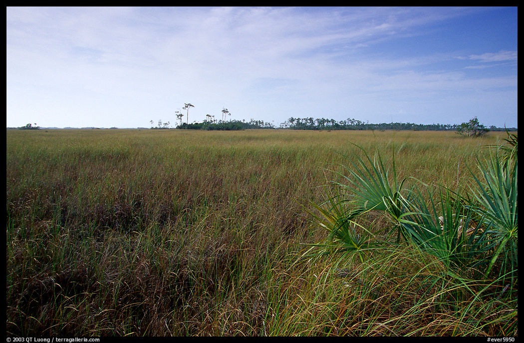 Sawgrass prairie and distant pines near Mahogany Hammock, morning. Everglades  National Park, Florida, USA.