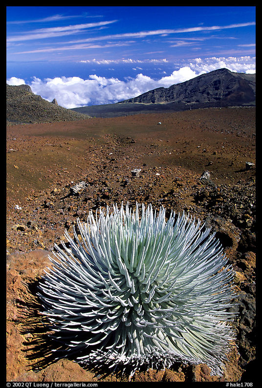 Silversword, an endemic plant, in Haleakala crater near Red Hill. Haleakala National Park