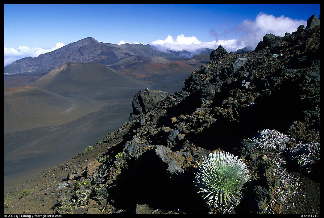 Silversword in Haleakala crater, Sliding sands trail. Haleakala National Park, Hawaii, USA.