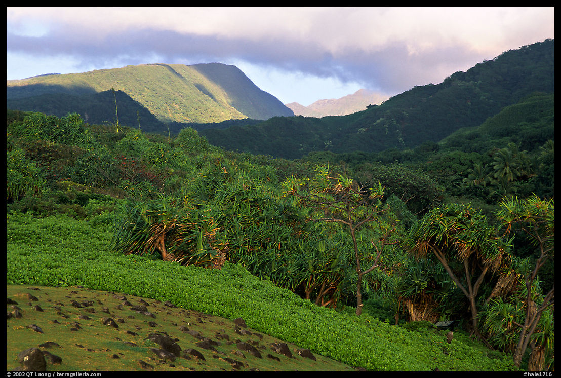 Lush Kipahulu mountains. Haleakala National Park, Hawaii, USA.