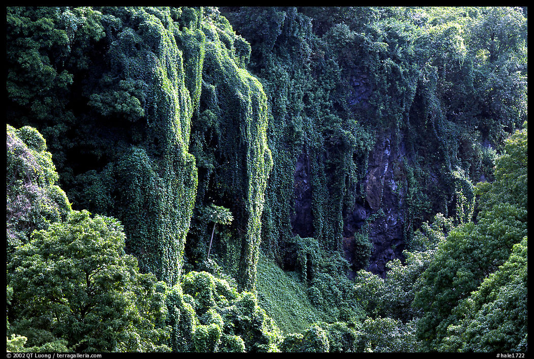 Steep Ohe o gorge walls covered with tropical vegetation, Pipiwai trail. Haleakala National Park