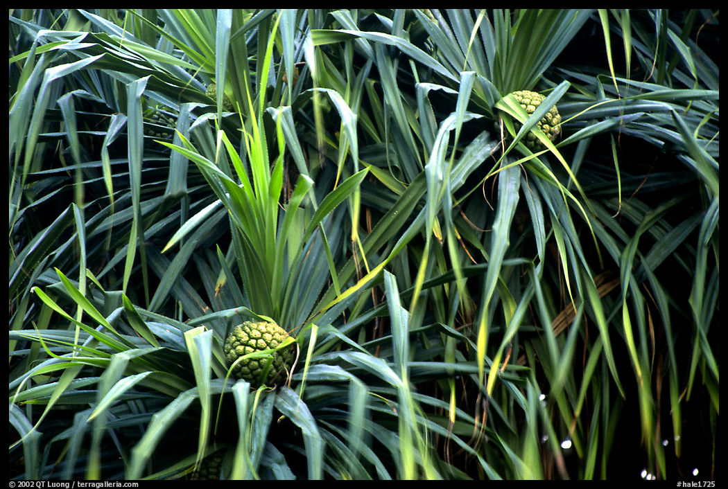 Pineapple-like flowers of Pandamus trees. Haleakala National Park, Hawaii, USA.