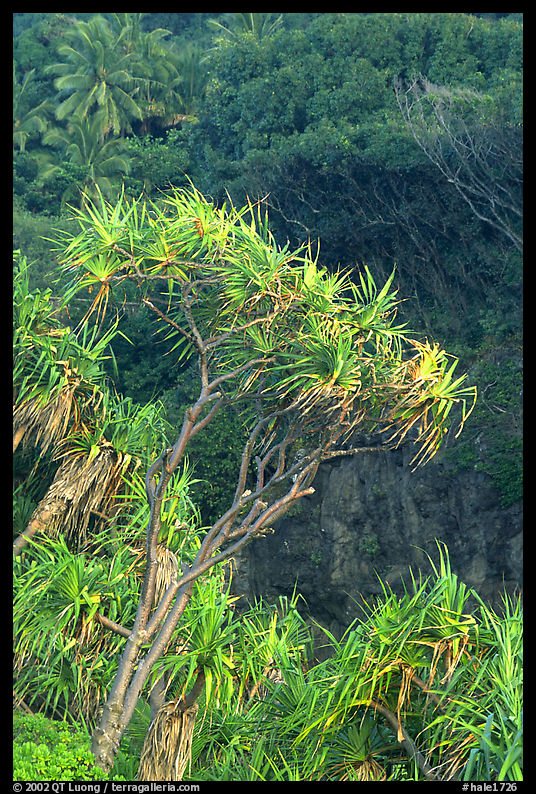 Pandamus trees. Haleakala National Park, Hawaii, USA.