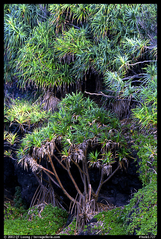 Pandamus trees. Haleakala National Park