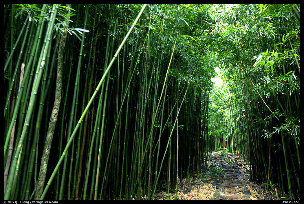 Bamboo forest along Pipiwai trail. Haleakala National Park, Hawaii, USA.
