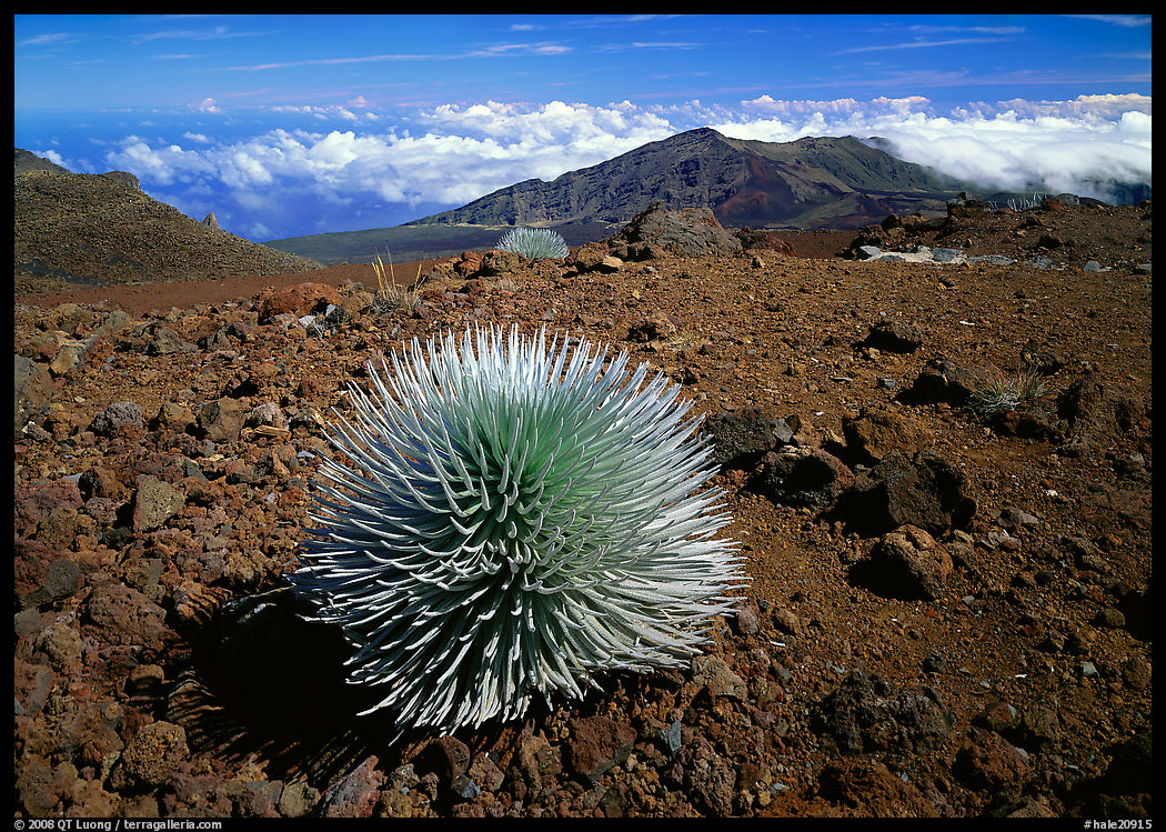 Silversword plant and Clouds, Haleakala crater. Haleakala National Park, Hawaii, USA.