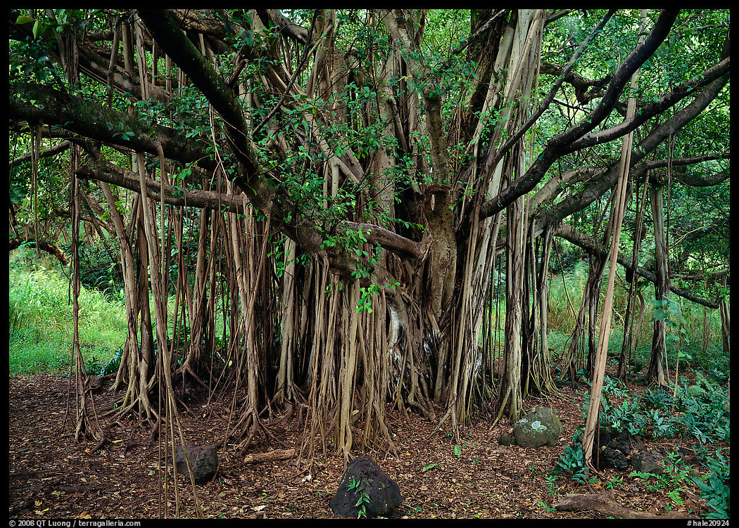 Banyan tree. Haleakala National Park, Hawaii, USA.