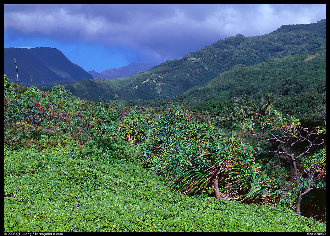 Pandemus trees and Kipahulu mountains. Haleakala National Park, Hawaii, USA.