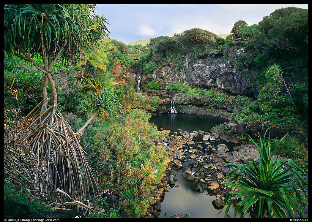 Pandemus trees and some of the seven sacred pools. Haleakala National Park, Hawaii, USA.