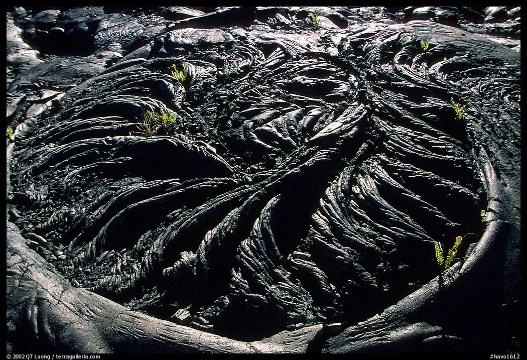 Ferns growing out of hardened pahoehoe lava circle. Hawaii Volcanoes National Park