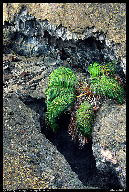 Ferns and lava crust on Mauna Ulu crater. Hawaii Volcanoes National Park