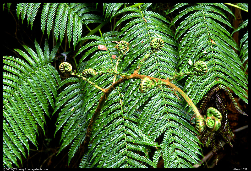 Hawaian ferns. Hawaii Volcanoes National Park