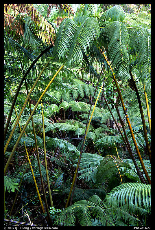 Lush tropical ferms near Thurston lava tube. Hawaii Volcanoes National Park, Hawaii, USA.