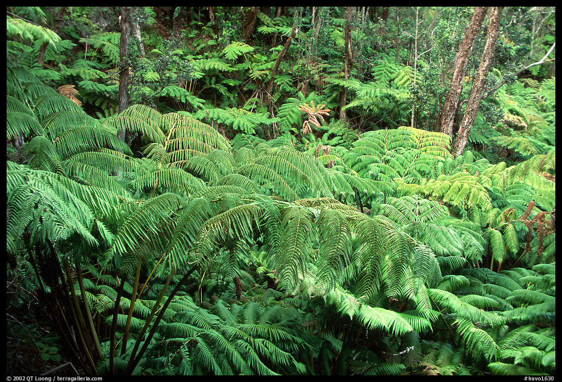 Lush tall ferms near Thurston lava tube. Hawaii Volcanoes National Park, Hawaii, USA.