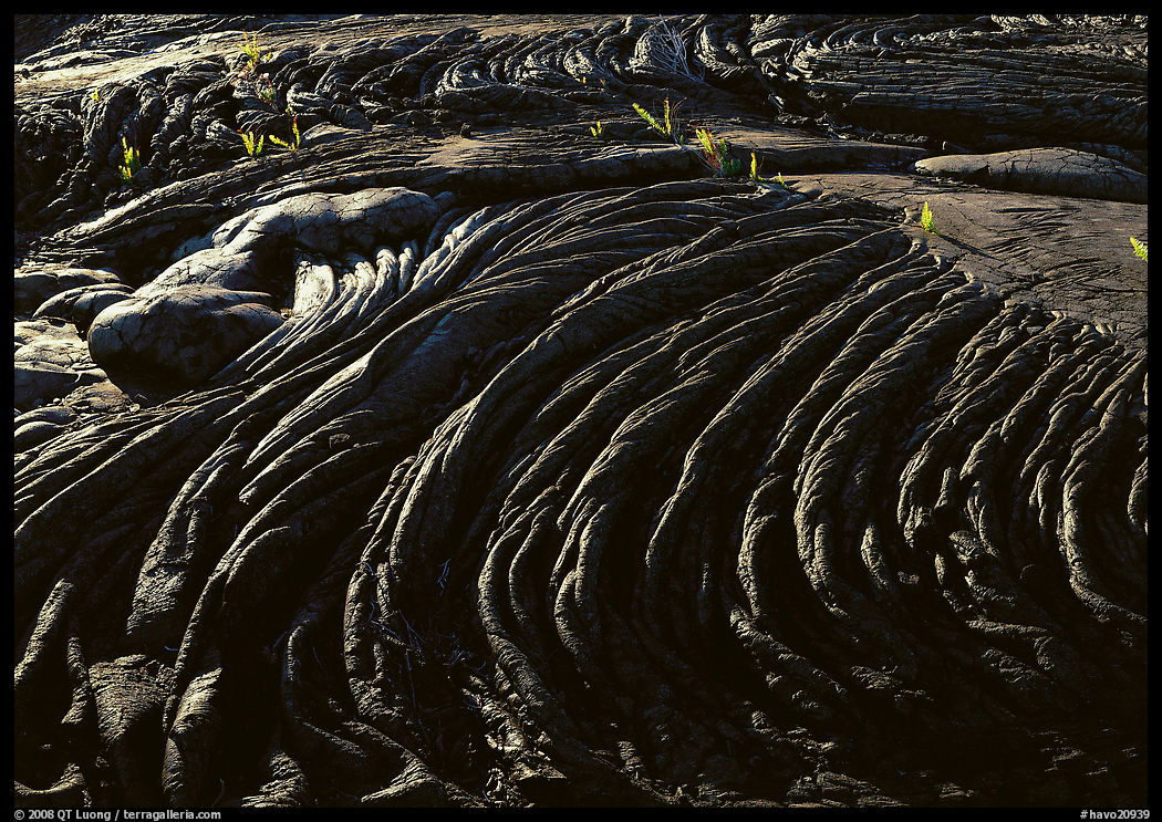Hardened rope lava and ferns. Hawaii Volcanoes National Park, Hawaii, USA.