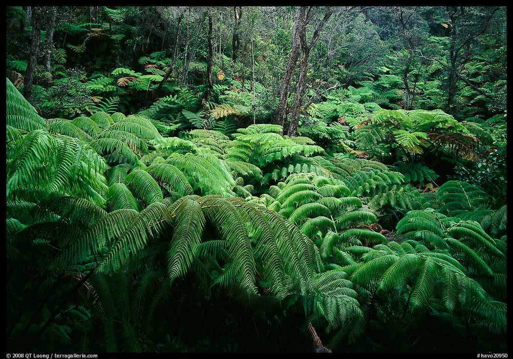 Giant tropical ferns. Hawaii Volcanoes National Park, Hawaii, USA.