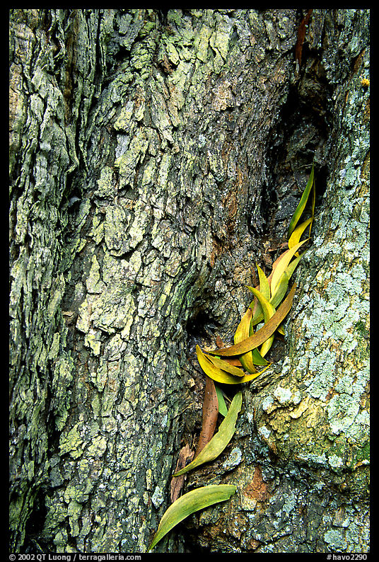 Koa tree leaves and bark detail. Hawaii Volcanoes National Park, Hawaii, USA.