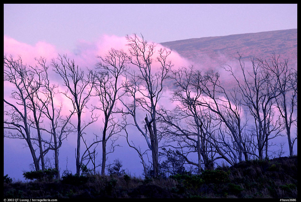 Trees and fog at sunrise near Hilana Pali. Hawaii Volcanoes National Park, Hawaii, USA.
