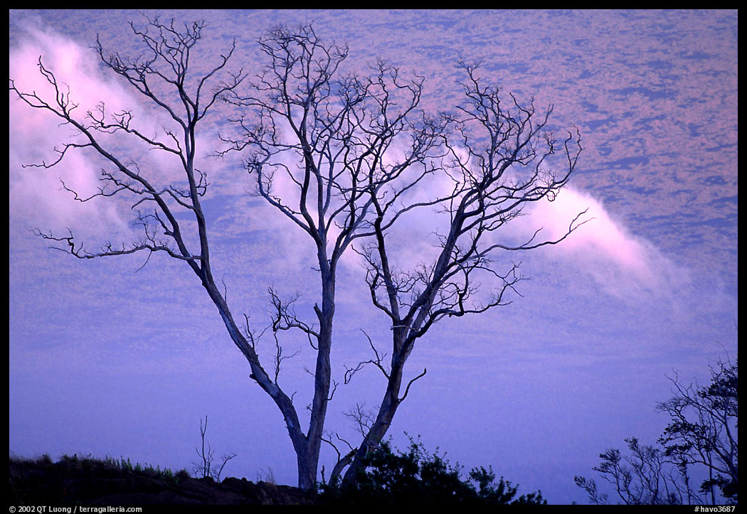 Trees and fog at sunrise near Hilana Pali. Hawaii Volcanoes National Park, Hawaii, USA.