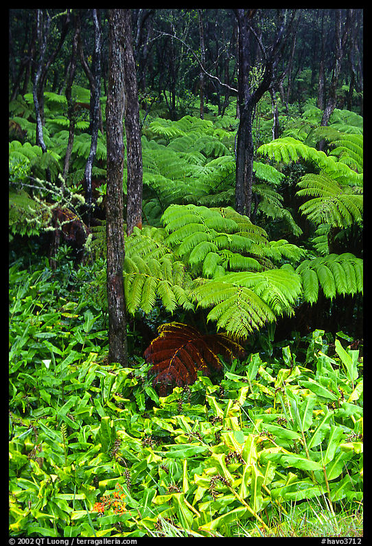 Rainforest ferns and trees. Hawaii Volcanoes National Park, Hawaii, USA.