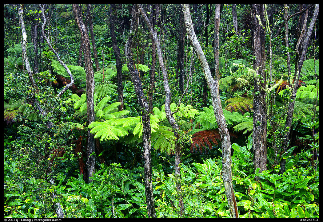 Rainforest Ferns and trees. Hawaii Volcanoes National Park, Hawaii, USA.