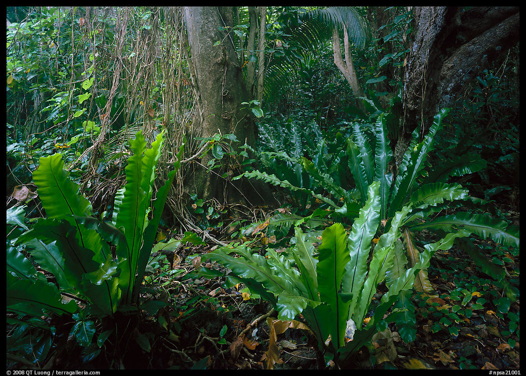 Paleotropical rainforest floor near Saua, Tau Island. National Park of American Samoa