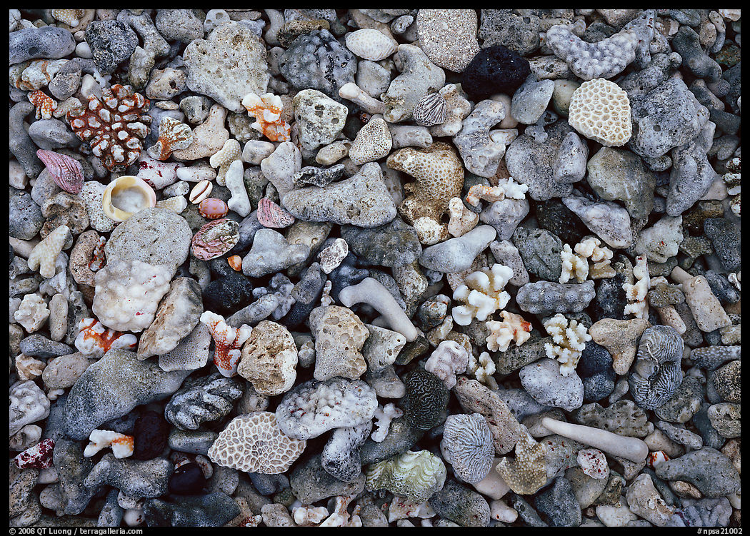 Beached coral, Tau Island. National Park of American Samoa