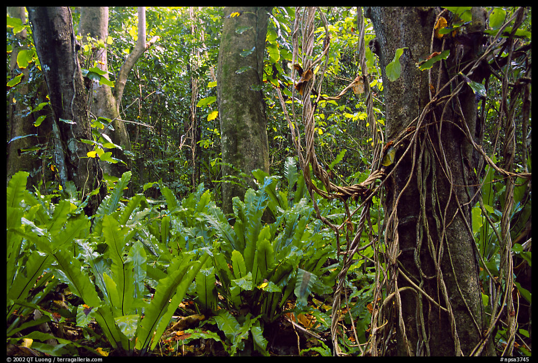 Ferns in coastal paleotropical rainforest near Saua, Tau Island. National Park of American Samoa
