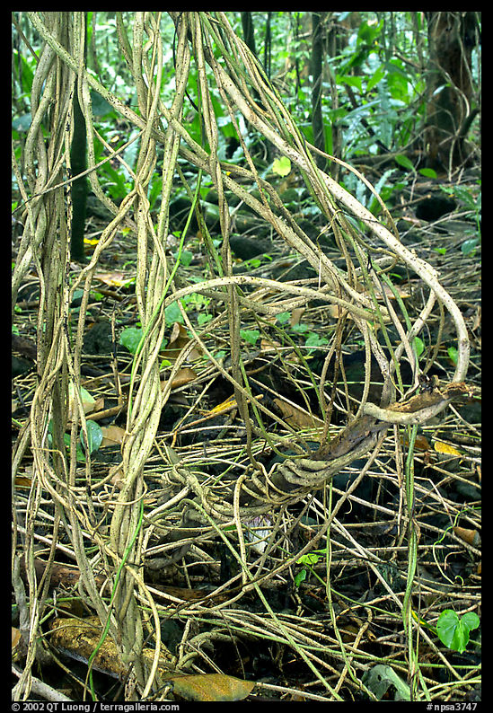 Lianas in coastal paleotropical rainforest, Tau Island. National Park of American Samoa