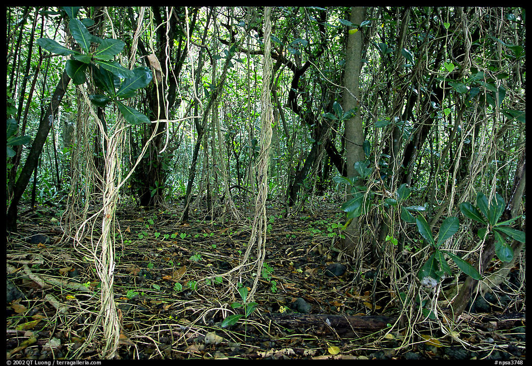 Coastal paleotropical rainforest near Saua, Tau Island. National Park of American Samoa